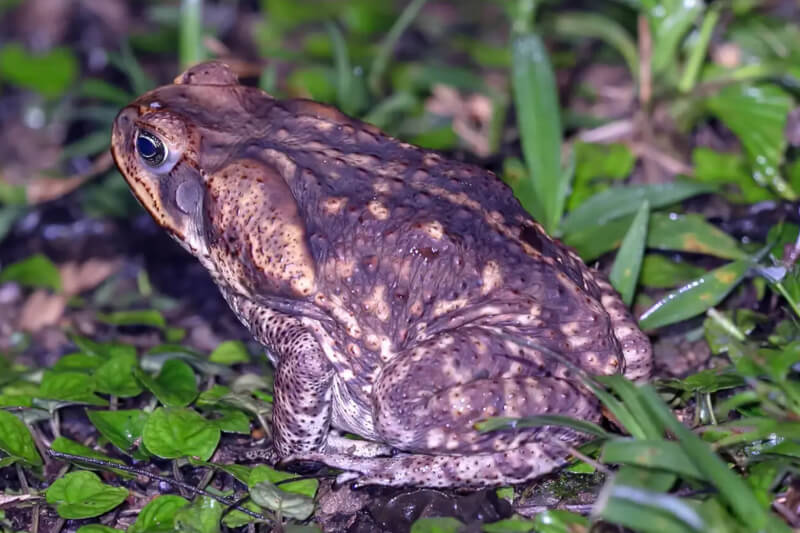 Cane toad