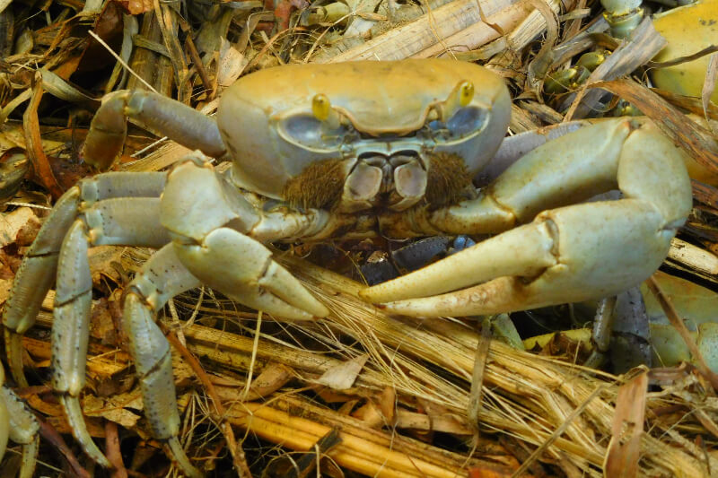 Blue land crab
