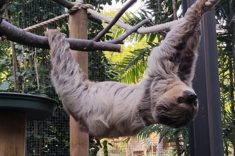 Unau sloth