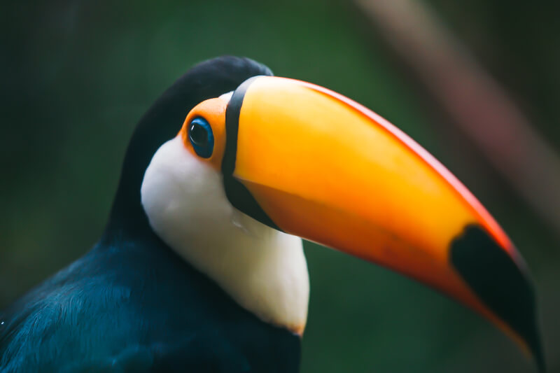 Toucan Toco