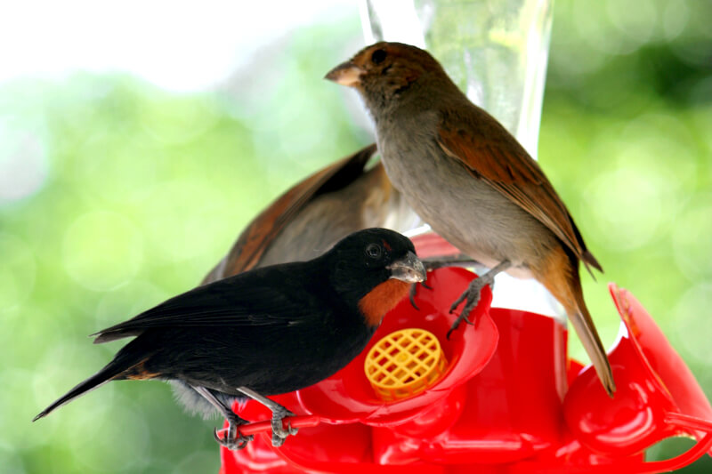 Lesser Antillean Bullfinch