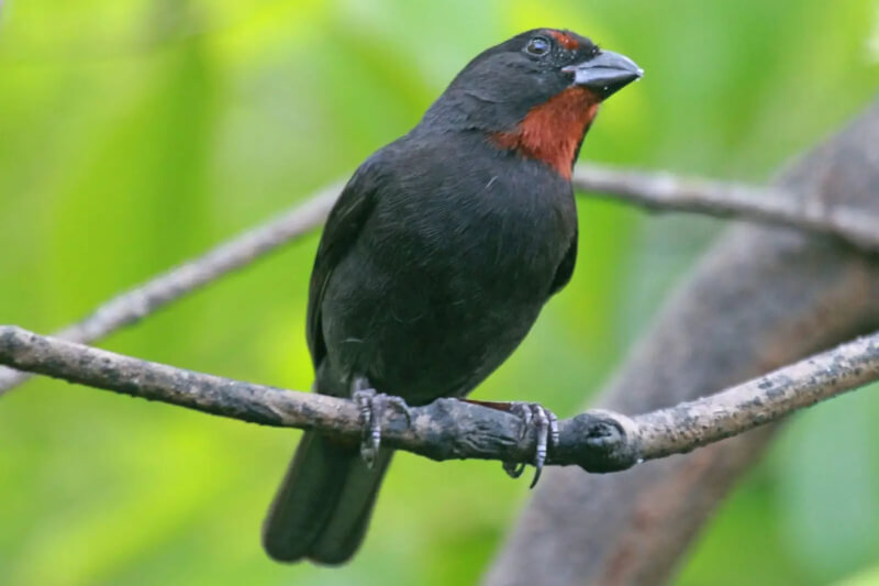 Lesser Antillean Bullfinch