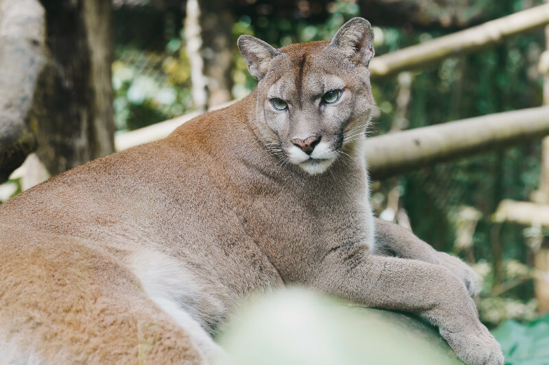 Cougar