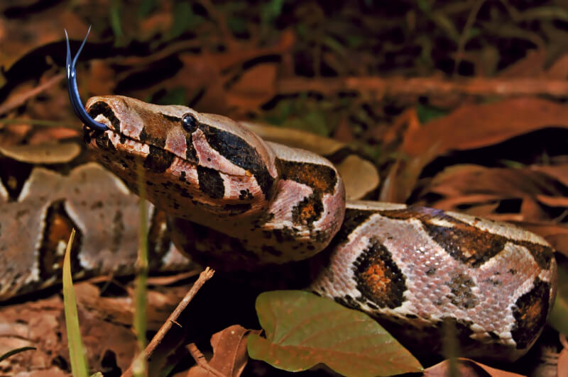 Boa Constrictor