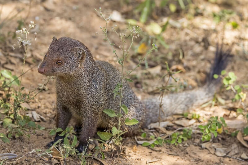 Small India Mongoose