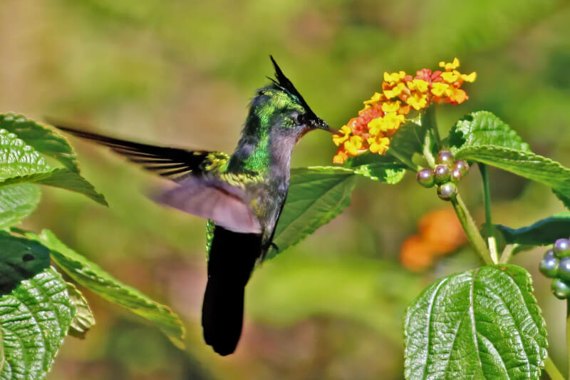 Colibri