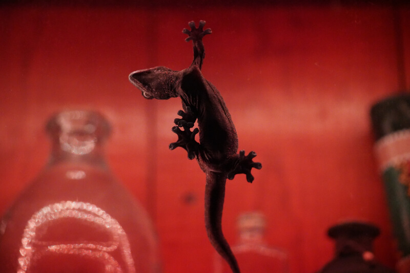 Tropical house gecko