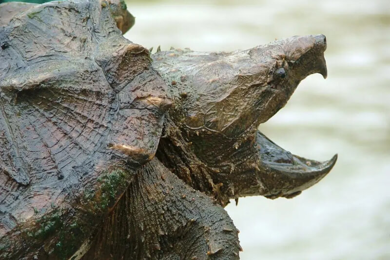 Alligator turtle