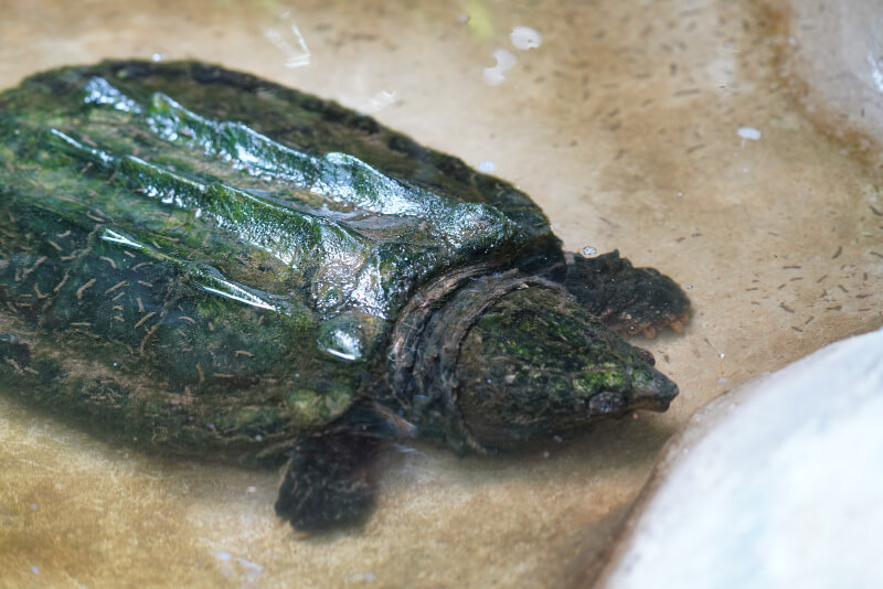Alligator turtle