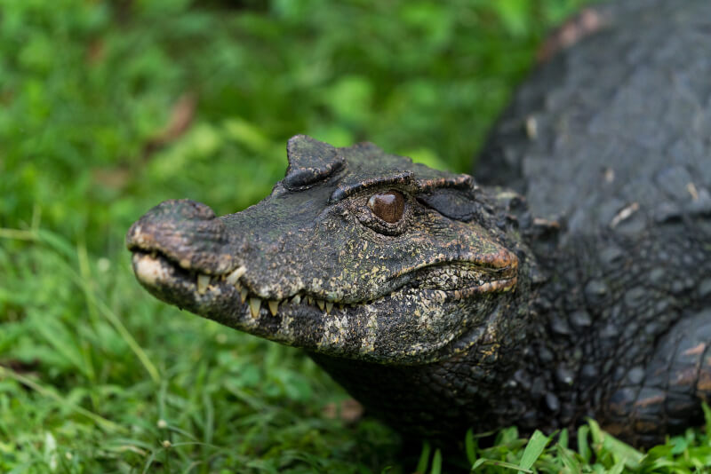 Caiman de Frente Lisa