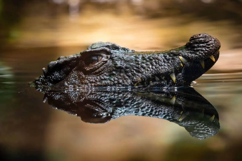 Caiman de Frente Lisa