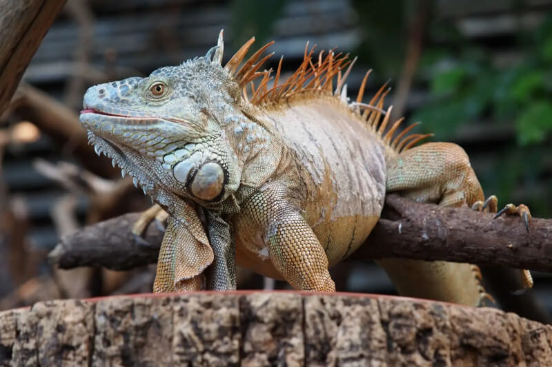 Green iguana