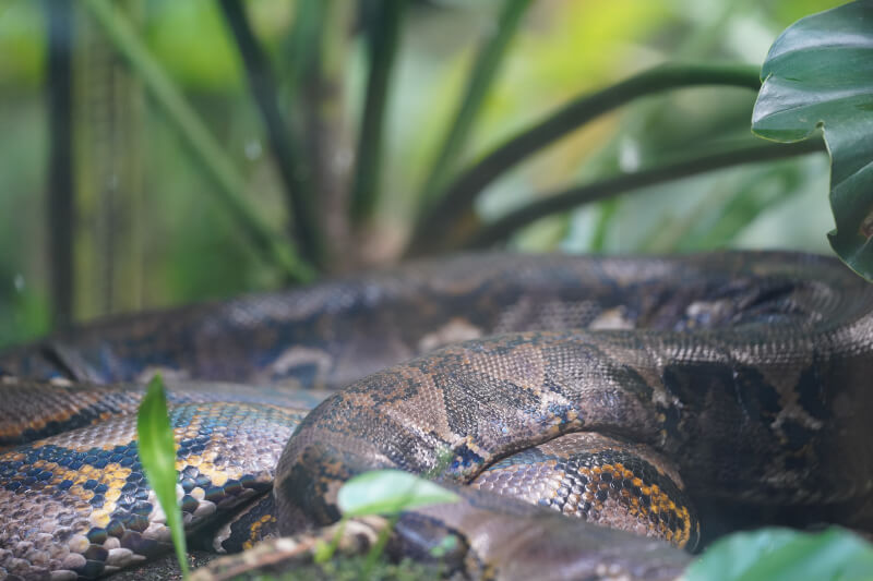 Reticulated Python