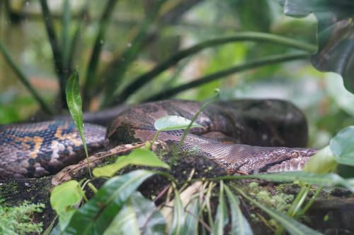 Python Réticulé | Zoo de Guadeloupe