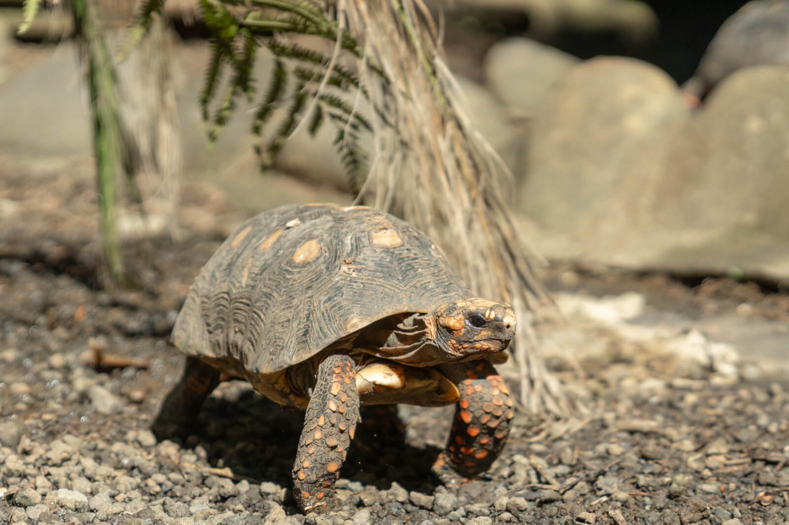 Journée mondiale des tortues : ces reptiles fascinants à protéger