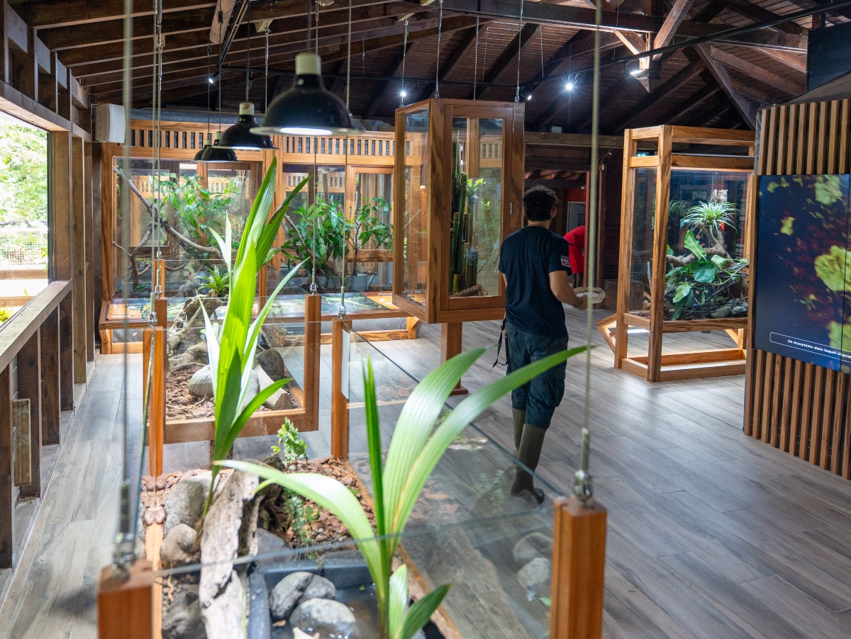 Nouvel insectarium du Zoo de Guadeloupe : découvrez le monde fascinant des insectes 
