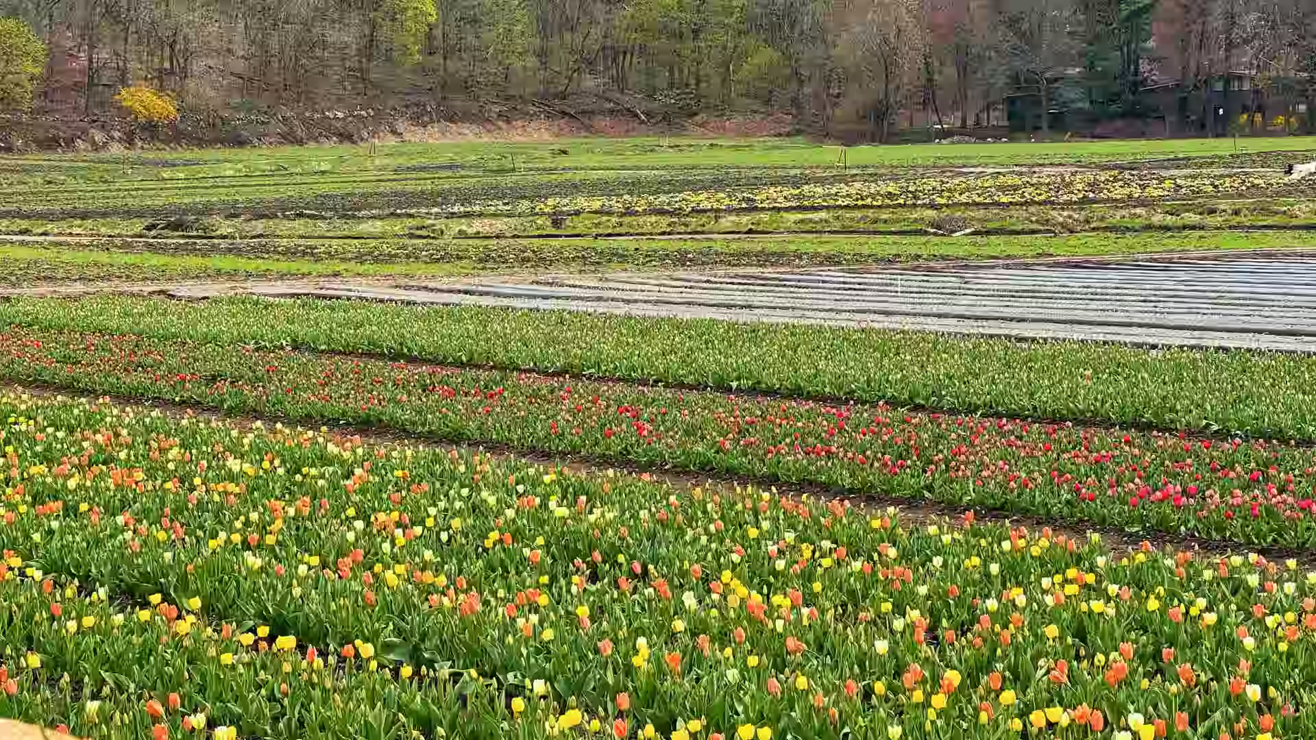 Wide tulip field at Wilson Farm with rows of blooming yellow, orange, and red tulips.