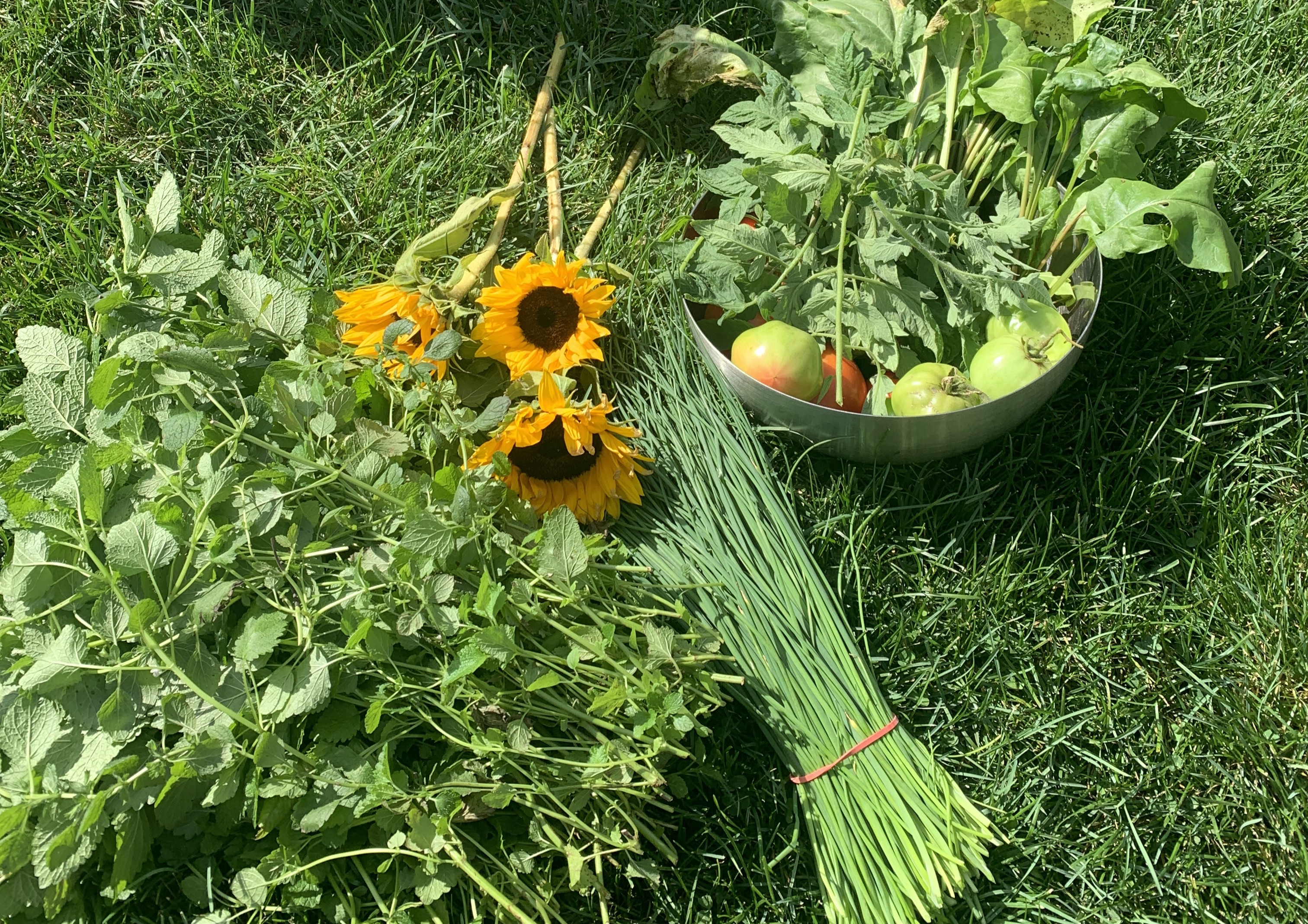 Freshly harvested herbs, sunflowers, chives, and green tomatoes on green grass.
