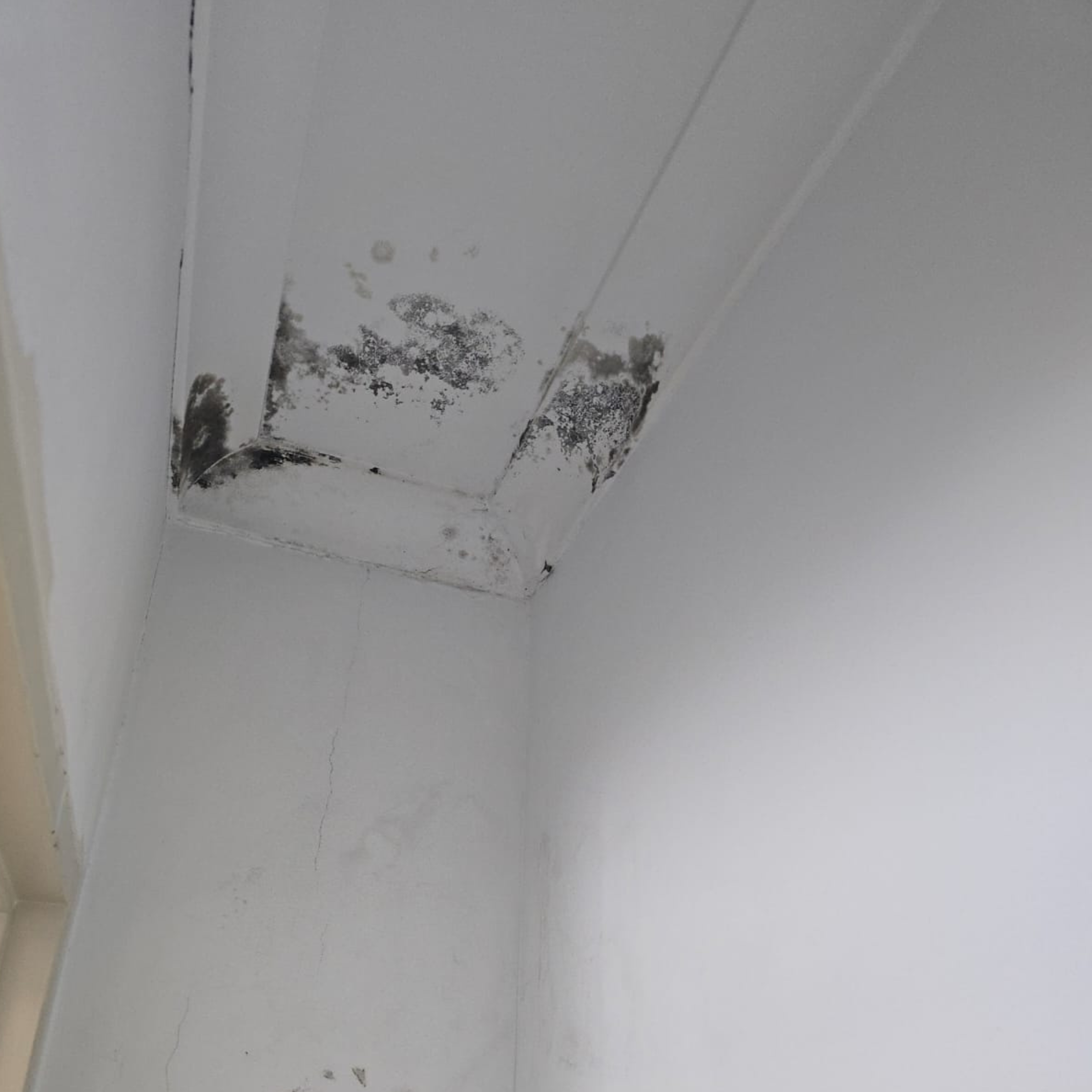Emergency mould treatment Sydney - Rapid professional response by Spotless Interior Cleaning. Westmead based