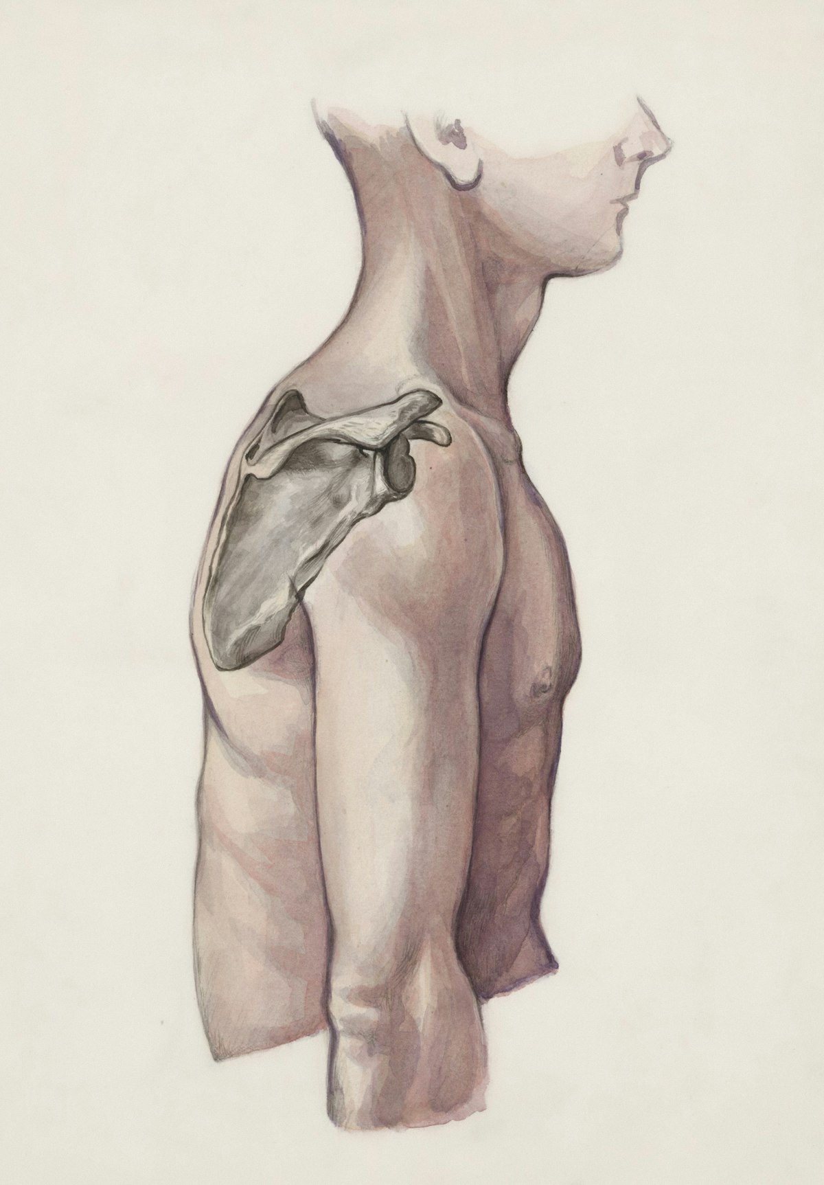 hurt rotator cuff — Anatomy of the Rotator Cuff