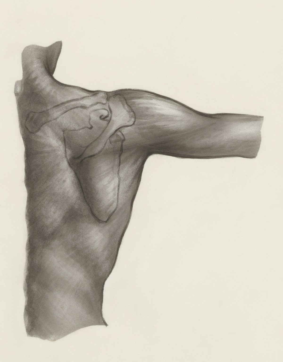 recovery from rotator cuff surgery — Common Procedures Involved