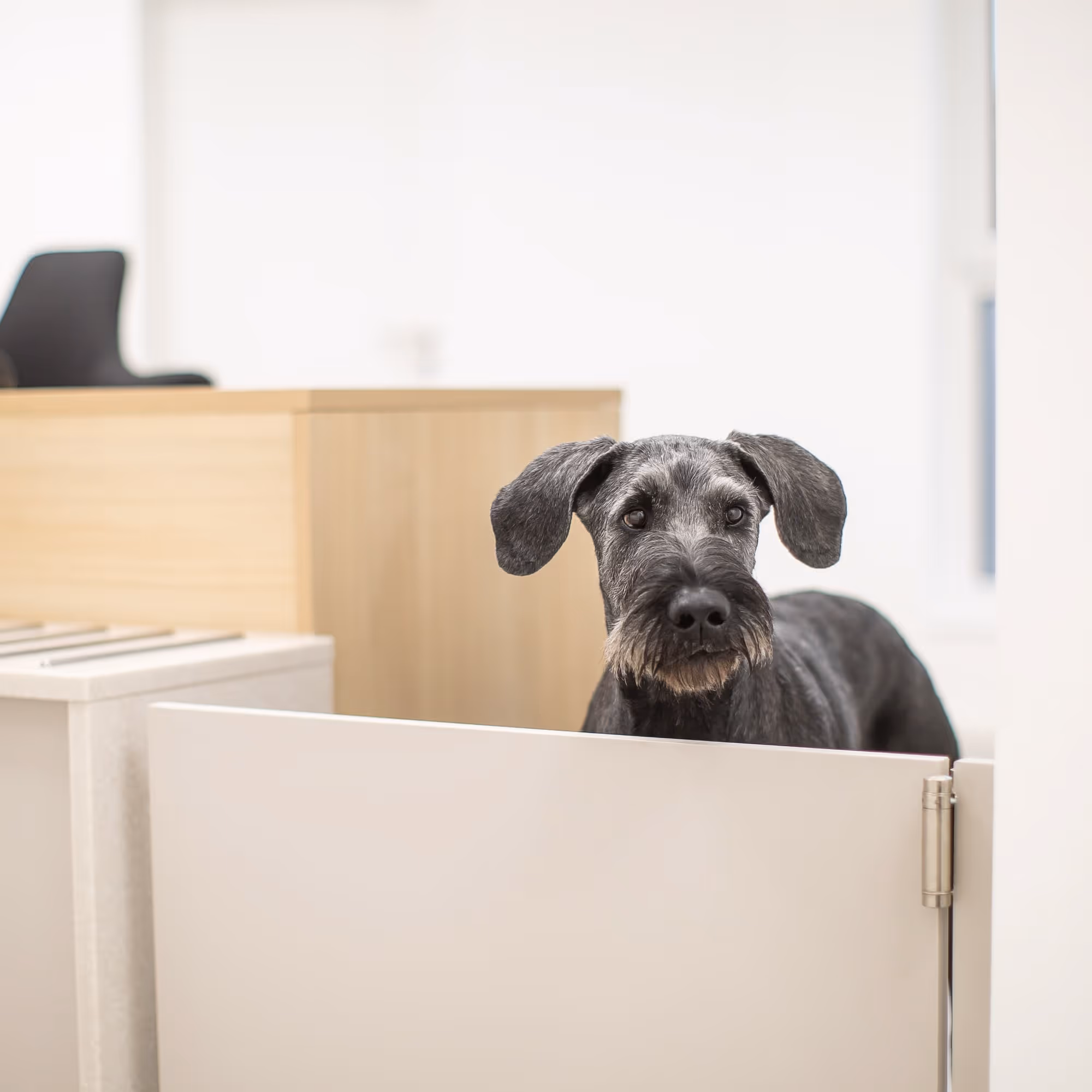 Schwarzer Hund mit kurzem Fell blickt über eine niedrige weiße Tür in einem hellen Raum.
