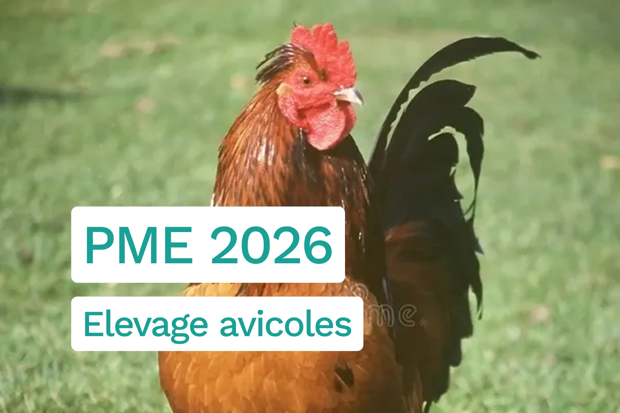 Plan de Modernisation des Bâtiments d'Élevage 2026 : ce que les éleveurs avicoles doivent savoir avant le 26 juin