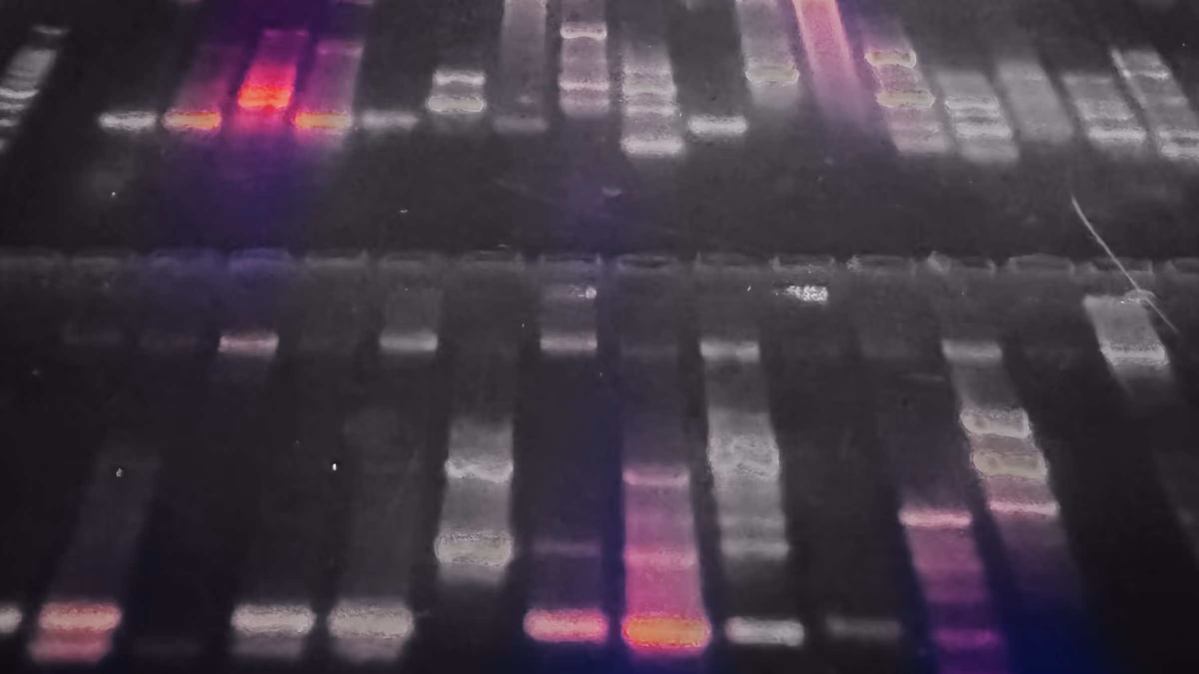 Close-up of a DNA gel electrophoresis with glowing purple and orange bands showing DNA fragments.