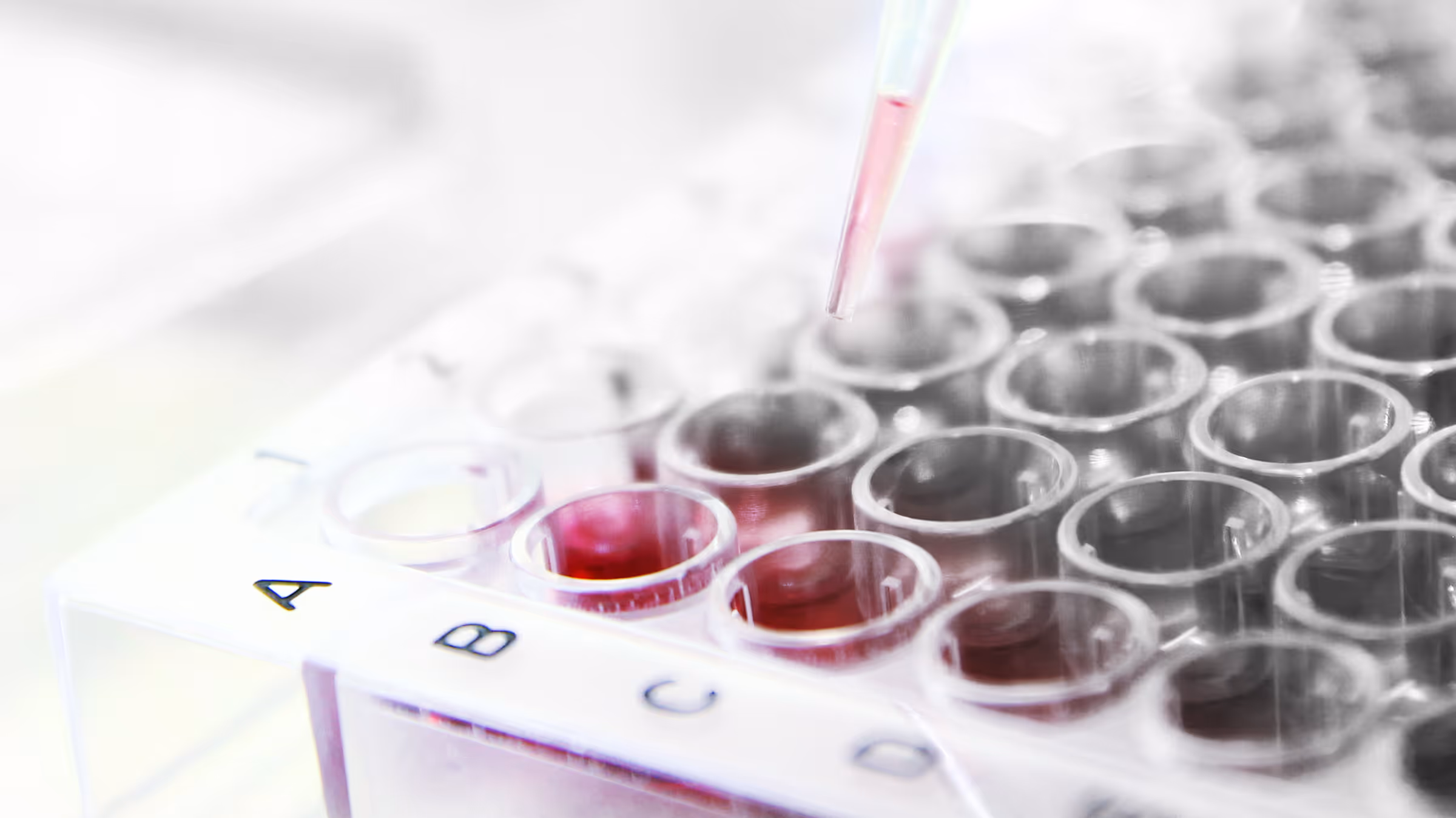 Pipette dispensing pink liquid into a labeled multi-well plate used for laboratory testing.