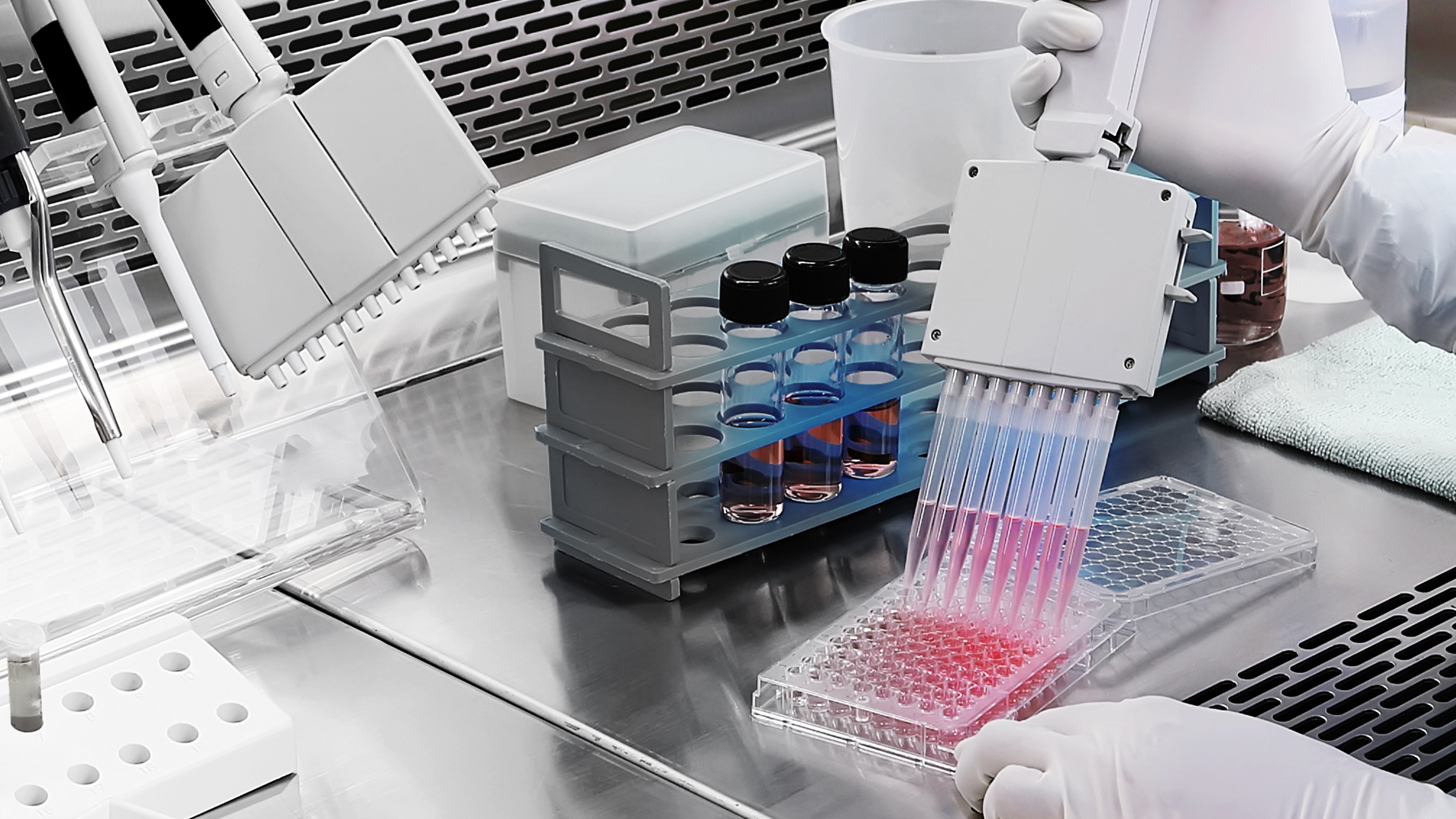 Gloved hand using an eight-channel pipette to dispense pink liquid into a 96-well plate on a stainless steel lab bench.