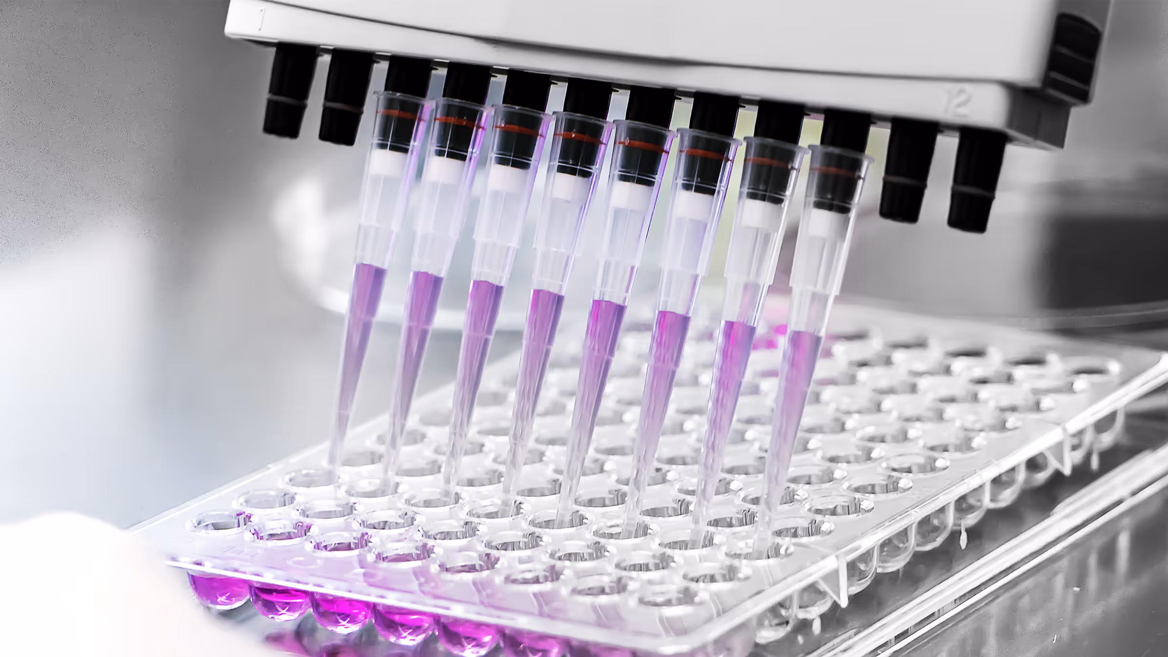 Multi-channel pipette dispensing purple liquid into a 96-well plate in a laboratory.