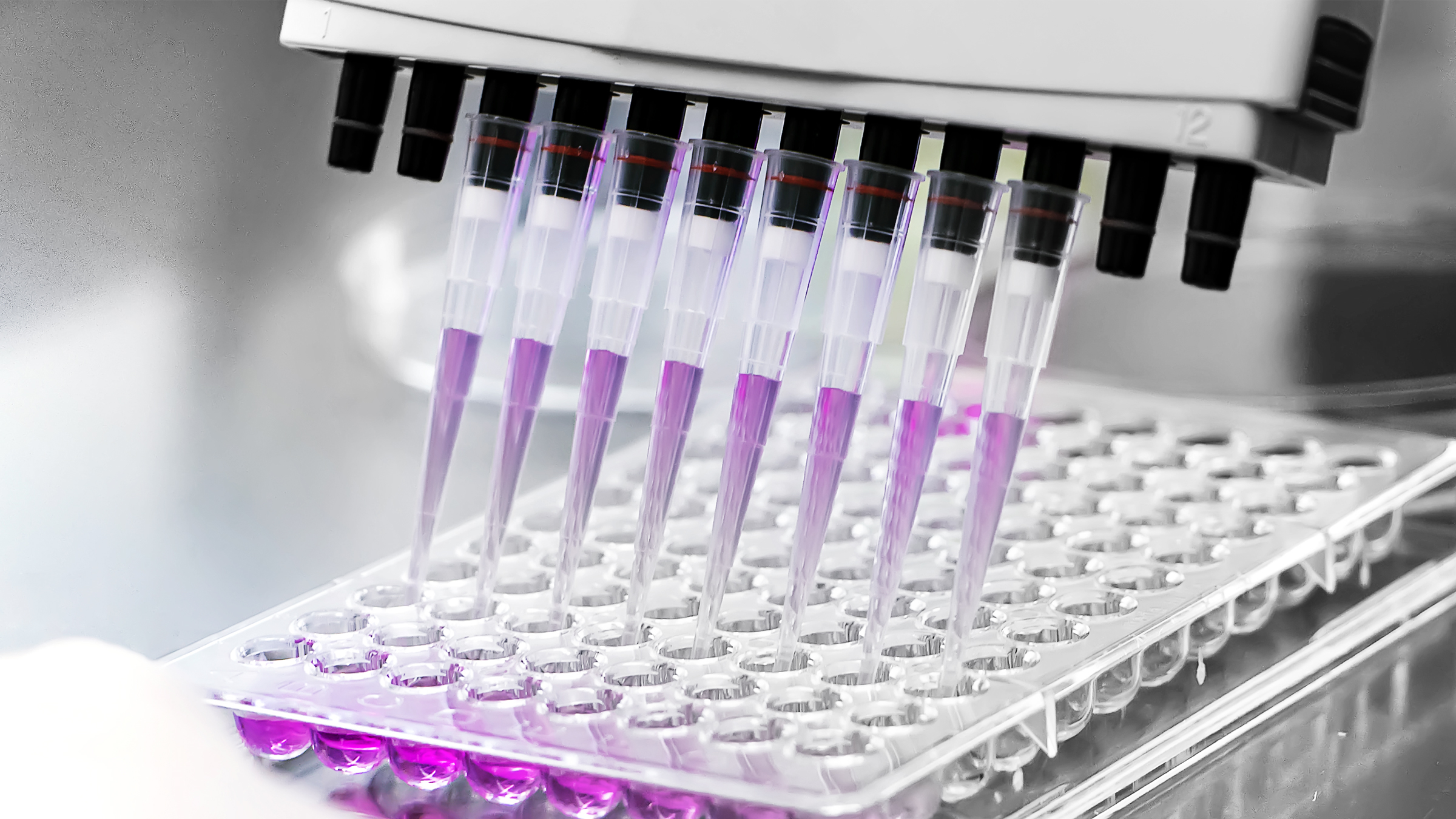 Multi-channel pipette dispensing purple liquid into a 96-well plate in a laboratory.