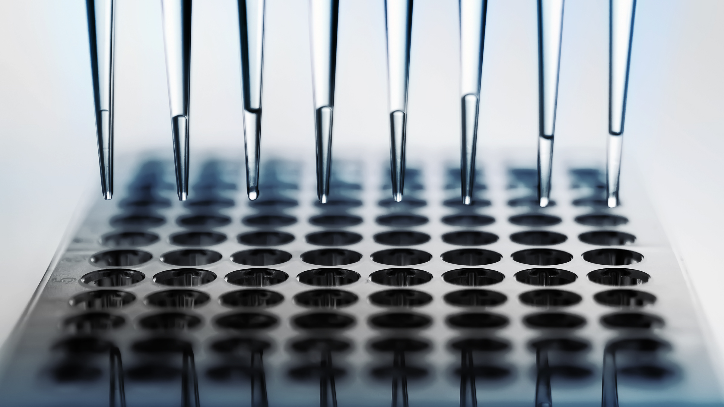 Close-up of eight pipette tips dispensing liquids into wells of a laboratory microplate.