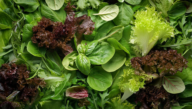 Fresh-cut spinach breathing in PerfoTec packaging