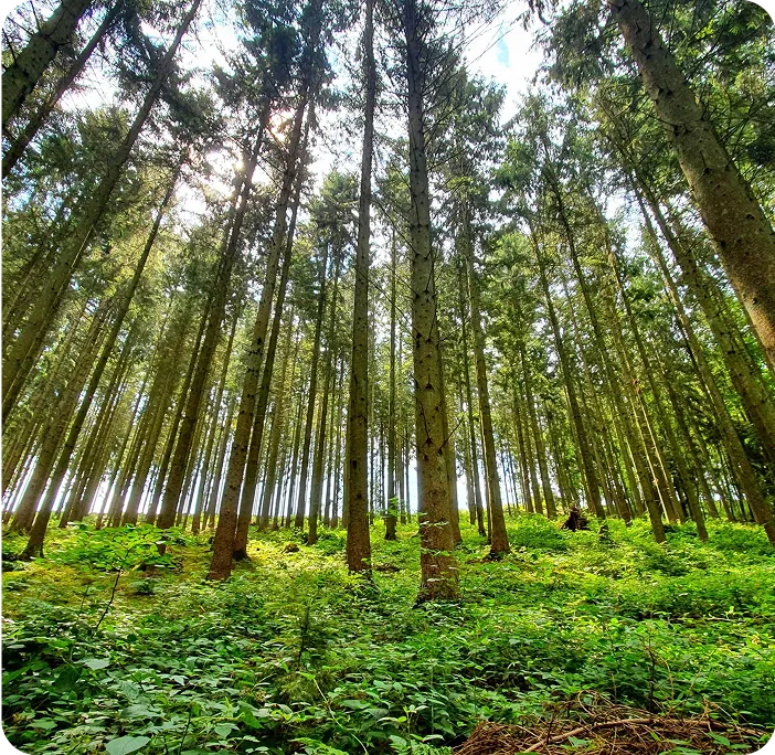 Sunlight filtering through a dense green forest, symbolizing renewable resources and sustainable materials for eco-friendly packaging solutions.