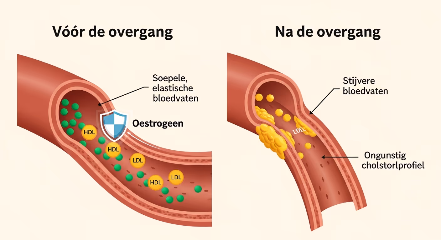 Infographic comparing a blood vessel before and after menopause. Before menopause, with high estrogen, the vessel is wide and flexible with healthy cholesterol levels. After menopause, with low estrogen, the vessel is stiffer with an unhealthy cholesterol profile.