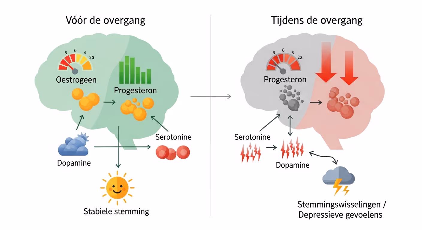 Diagram dat de impact van hormonale veranderingen op de hersenchemie tijdens de overgang vergelijkt. Links toont een brein vóór de overgang met stabiele hormonen (oestrogeen, progesteron) en neurotransmitters (serotonine, dopamine), wat leidt tot een stabiele stemming. Rechts toont een brein tijdens de overgang met dalende hormonen, wat leidt tot verstoorde neurotransmitters en stemmingswisselingen.