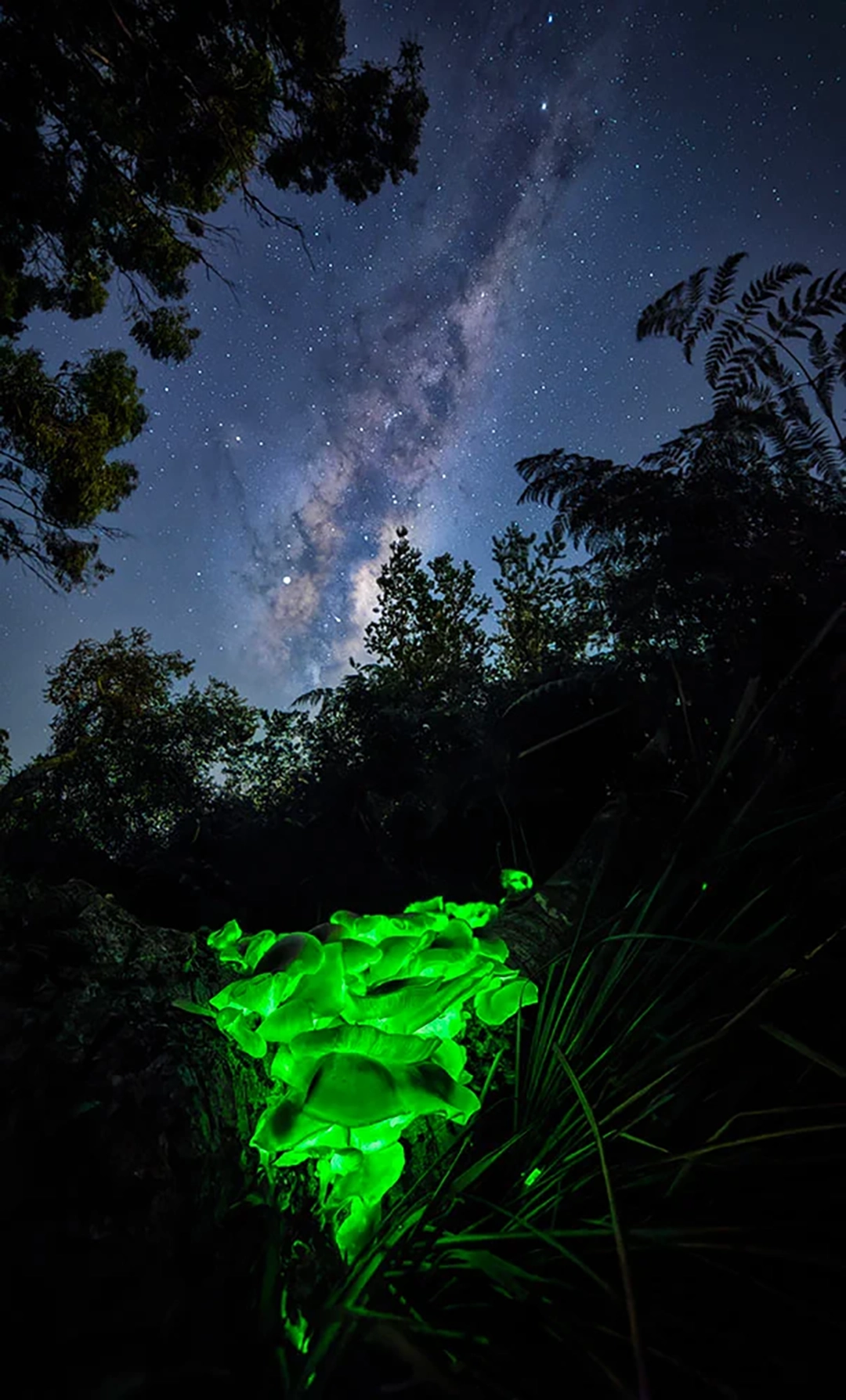 'Galactic Ghost' by Benjamin Alldridge. Bioluminescent fungus glows in Tasmania beneath the Milky Way. Second place in the Plants and Fungi category.