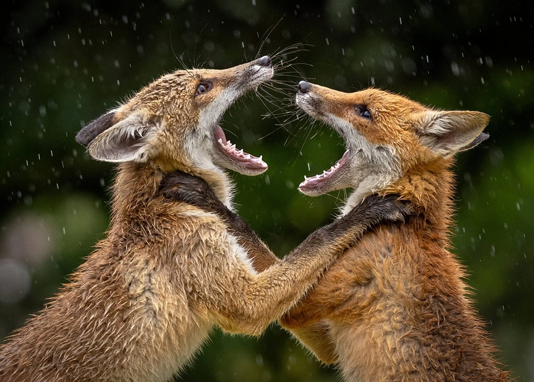 Another photograph by Sophia, titled Foxes Fighting in the Rain, won in the ‘Wildlife’ category.