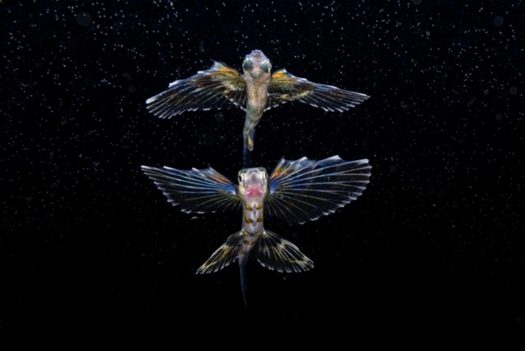 Sage Ono: Swimming among Stars Jeune poisson volant et son reflet, États-Unis, 2025 | Catégorie - Océan