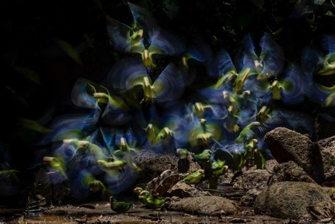 Lucas Bustamante: An Explosion of Colour Touis de Deville, Équateur, 2021 | Catégorie - Forêts | Mention d’honneur