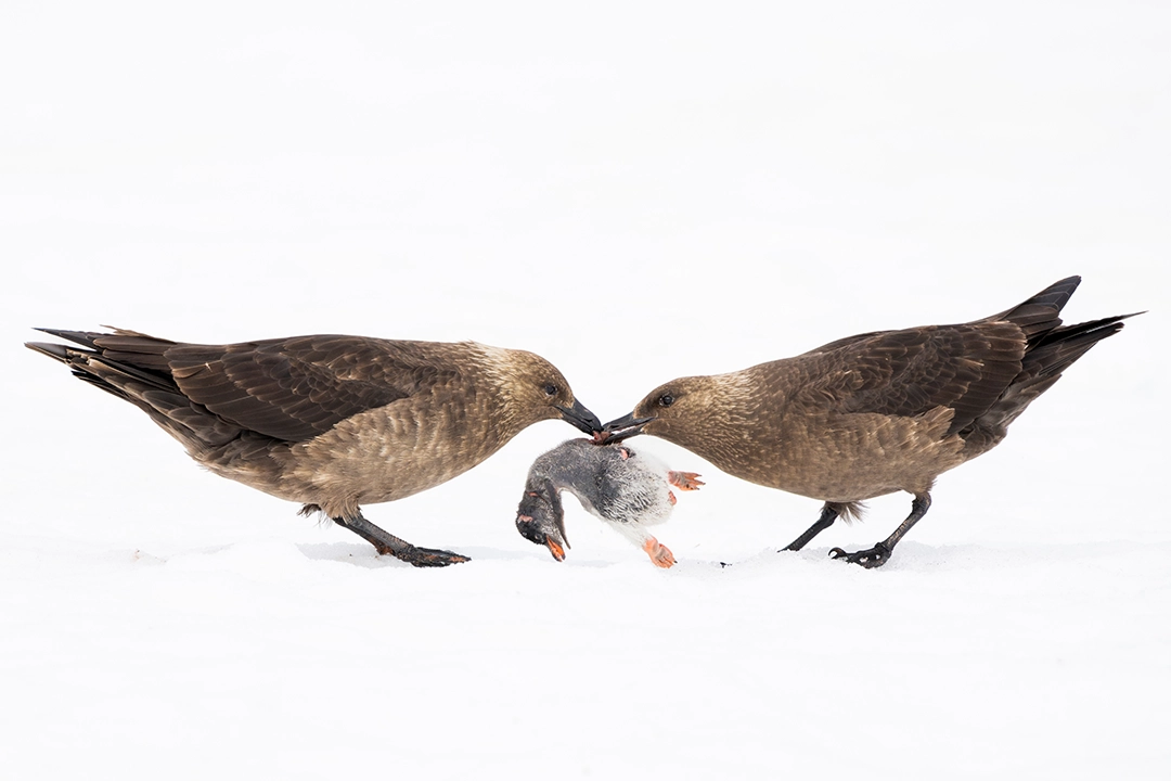 Lucas Bustamante: Penguin Feast | Runner-up Polar regions category