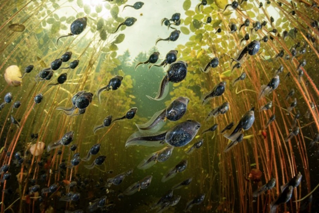 Shane Gross: Cloud of Tadpoles Têtards de crapaud boréal, Canada, 2022 | Catégorie - Forêts | Mention d’honneur