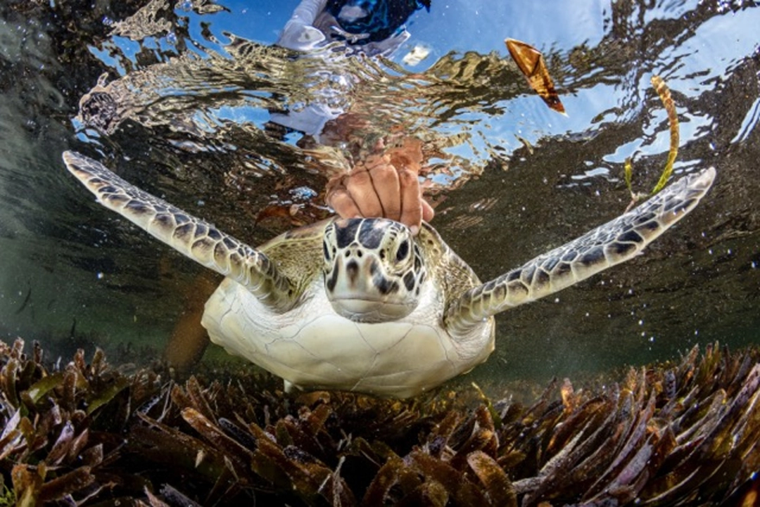 Shane Gross: Release Remise en liberté d’une tortue verte, Seychelles, 2022 | Catégorie - Acteurs du changement | Mention d’honneur