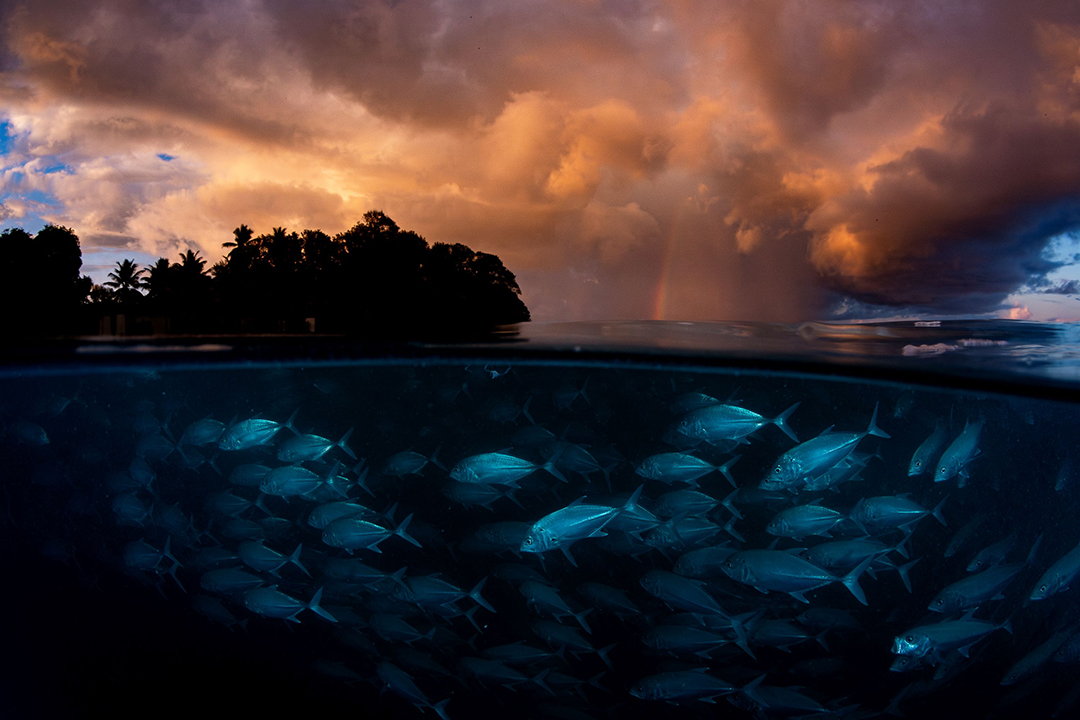 Shane Gross: Better than Gold | Runner-up Ocean category