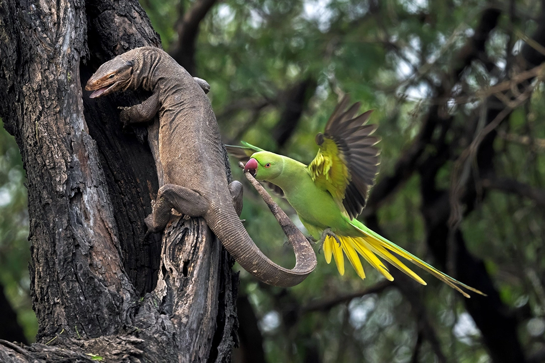 Hira Punjabi: Parakeet Bitting Monitor Lizard | Runner-up Forests category