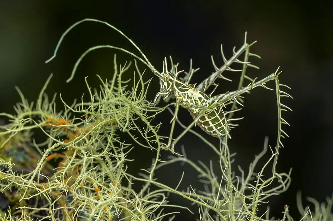 Gil Wizen shares the beauty of this lichen dragon katydid. At only 15 millimetres long, this little lichen dragon katydid was not easy to find.