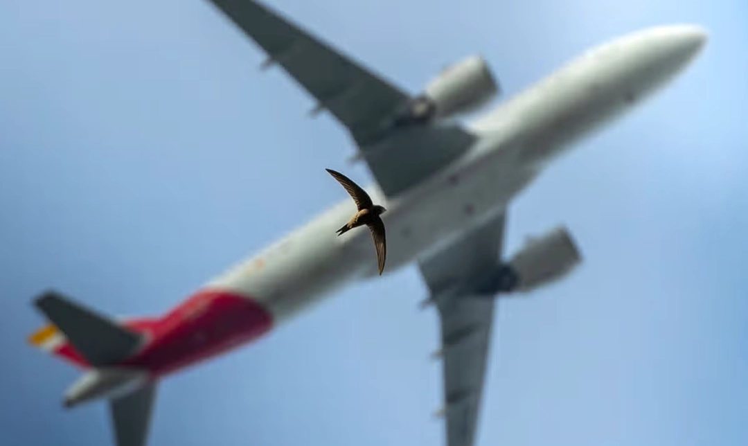 Jack Crockford watches as a low-flying swift passes by, its shape echoed by an incoming plane to Heathrow Airport.
