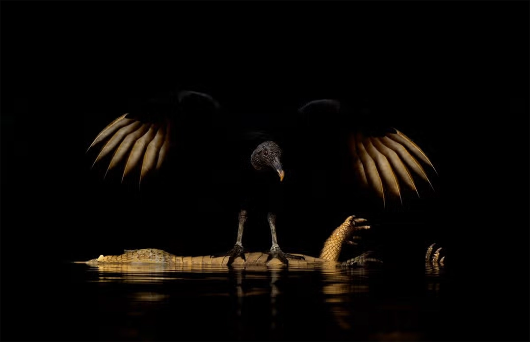 Andrew Parkinson spies a black vulture over the carcass of a yacaré caiman in Brazil’s Pantanal wetlands