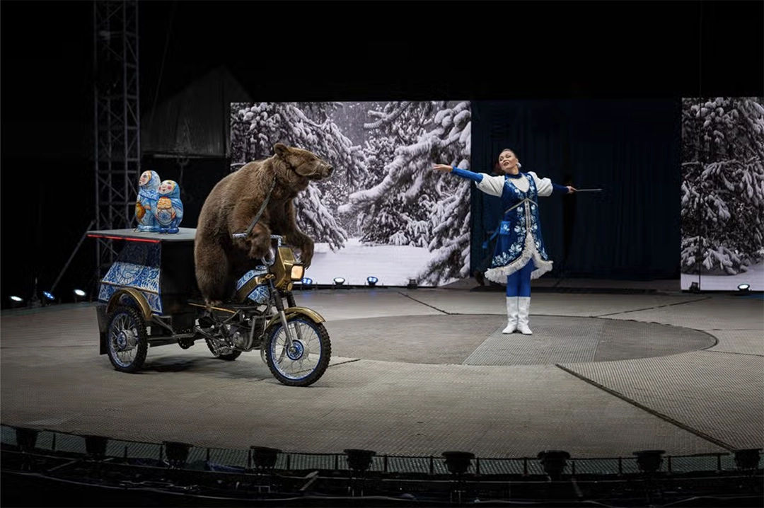 Pietro Rojas documents a brown bear riding a small motorcycle, muzzled and secured to the apparatus as it circles a circus ring in Doha.